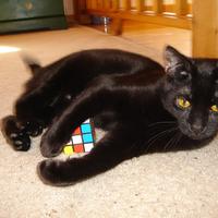 Felix pawing at the cube